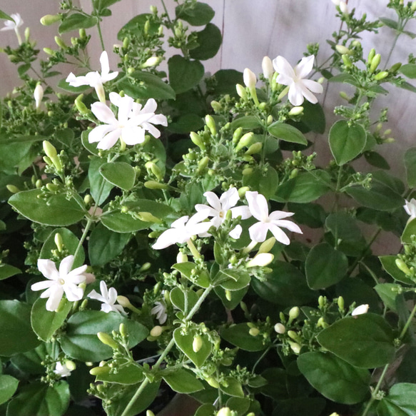 いい香り♡クリスタルジャスミン♡常緑底木♡鉢ごと♡ アートフラワー