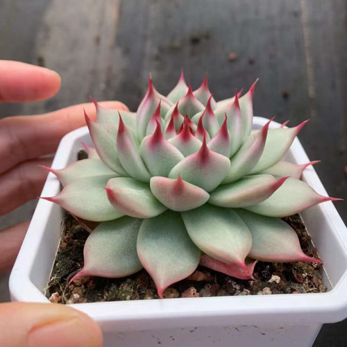 TSKneili エケベリア 激レア高級多肉植物 超美苗 韓国苗 観葉 TSKneili エケベリア 激レア高級多肉植物 超美苗 韓国苗 観葉