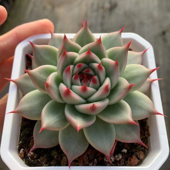 多肉植物 エケベリア ❤️ベルバラロンギシマ☘️韓国苗育成 多肉植物 エケベリア ❤️ベルバラロンギシマ☘️韓国苗育成