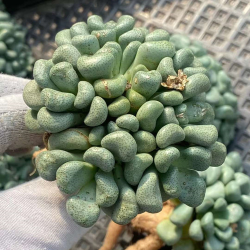 珍品】多肉植物 硫黄団扇 赤い妖