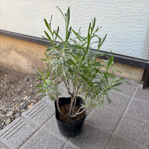 ラベンダーグロッソ 大きめ苗 1株 フレンチラベンダー付き ＊ ポット