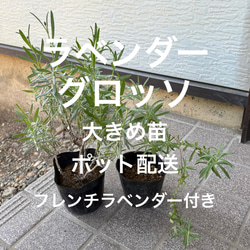 ラベンダーグロッソ 大きめ苗 1株 フレンチラベンダー付き ＊ ポット