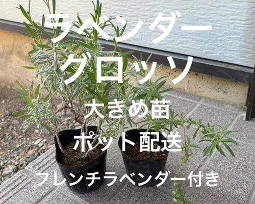 C　ラベンダー・グロッソとクリスマスローズ　抜き苗２本セット グロッソラヴェンダー ラベンダーグロッソ ラヴァンジングロッソ