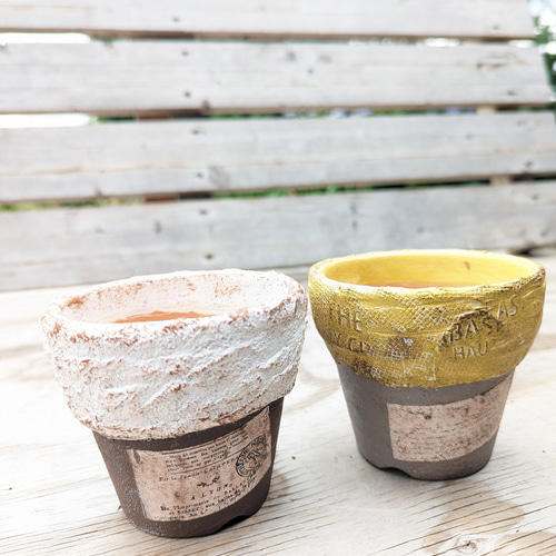 miyu鉢 Miyu鉢 2.5寸 11 現物商品 - 多肉植物 人気の多肉植物