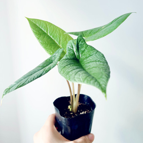 9/13撮影 アロカシア スカルプラム 観葉植物 室内 その他インテリア