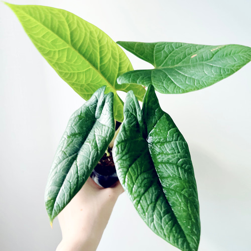 9/13撮影 アロカシア スカルプラム 観葉植物 室内 その他インテリア