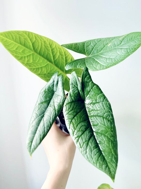 9/13撮影 アロカシア スカルプラム 観葉植物 室内 その他インテリア