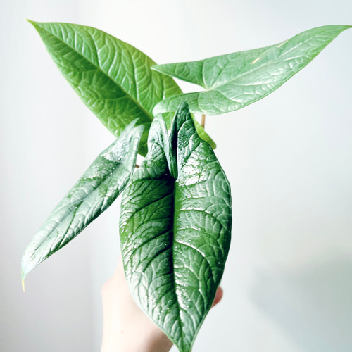 9/13撮影 アロカシア スカルプラム 観葉植物 室内 その他インテリア