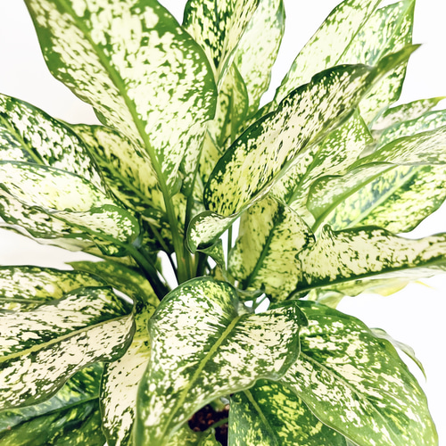 ③1/19撮影 希少 アグラオネマ コミュタタム 観葉植物 室内 その他