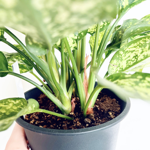 ③1/19撮影 希少 アグラオネマ コミュタタム 観葉植物 室内 その他