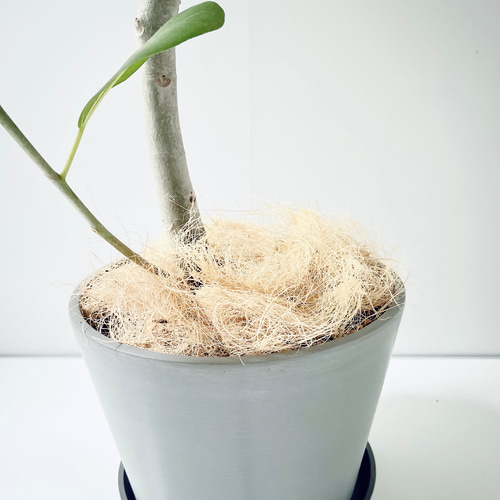 258 フィカスベンガレンシス 曲がり 幹太 8号鉢 観葉植物 その他