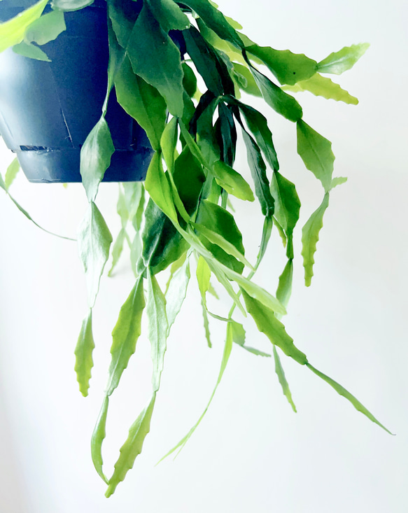 希少 リプサリス プラティクラダ 観葉植物 室内 吊り下げ 9枚目の画像