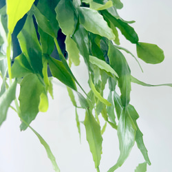 希少 リプサリス プラティクラダ 観葉植物 室内 吊り下げ 5枚目の画像