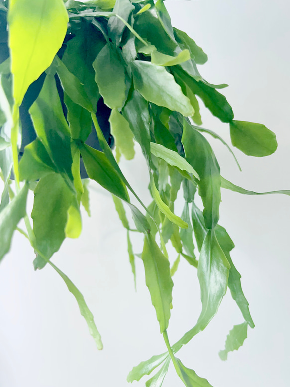 希少 リプサリス プラティクラダ 観葉植物 室内 吊り下げ 5枚目の画像