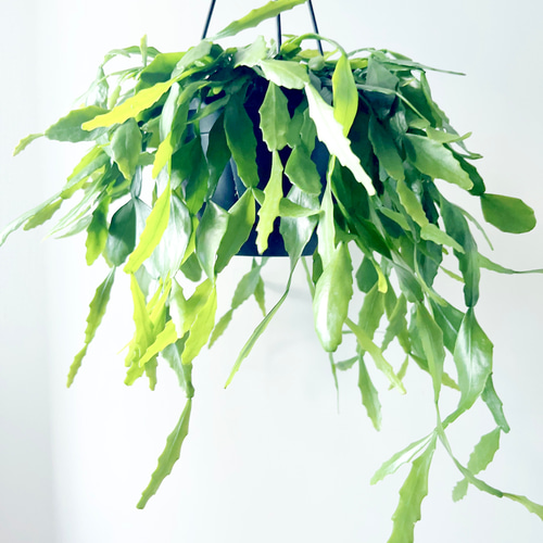 希少 リプサリス プラティクラダ 観葉植物 室内 吊り下げ その他