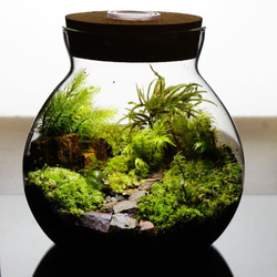 完成品】LEDライト付 ボトルテラリウム 14cm 苔テラリウム 草原