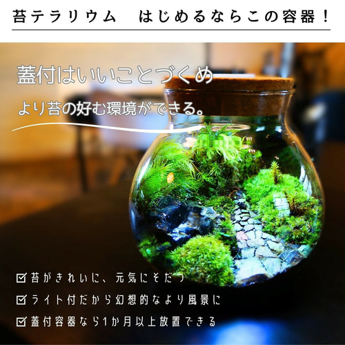 完成品】3サイズ LEDライト付 苔テラリウム ボトルテラリウム 草原に