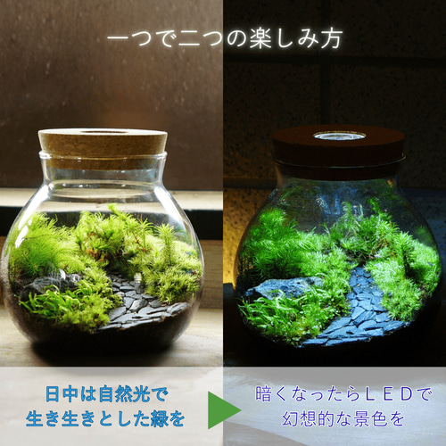 完成品】3サイズ LEDライト付 苔テラリウム ボトルテラリウム 草原に