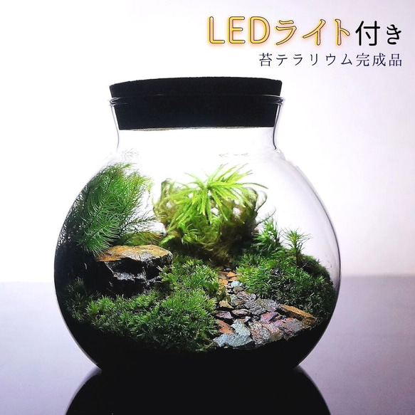 【完成品】LEDライト付 ボトルテラリウム 14cm 苔テラリウム 草原に続く道 テラリウム 2枚目の画像