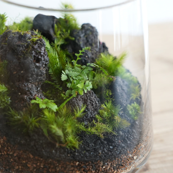 苔景 －樹海 Jyukai－ 【苔テラリウム・コケリウム】 