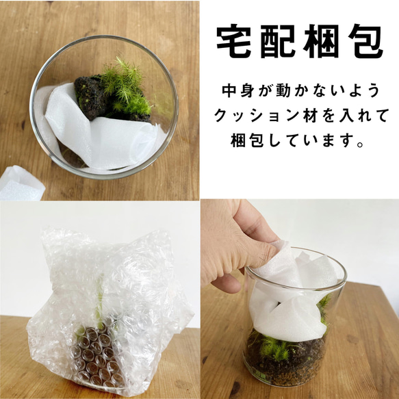 苔景 －樹海 Jyukai－ 【苔テラリウム・コケリウム】 