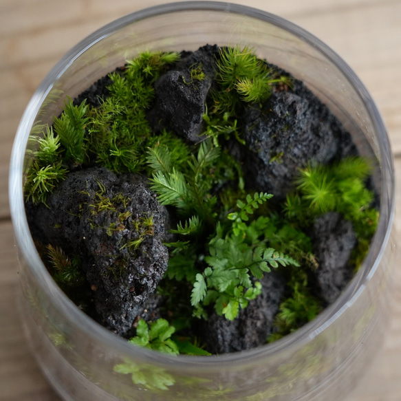 苔景 －樹海 Jyukai－ 【苔テラリウム・コケリウム】 