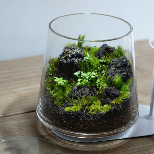 苔景 －樹海 Jyukai－ 【苔テラリウム・コケリウム】 テラリウム 道草