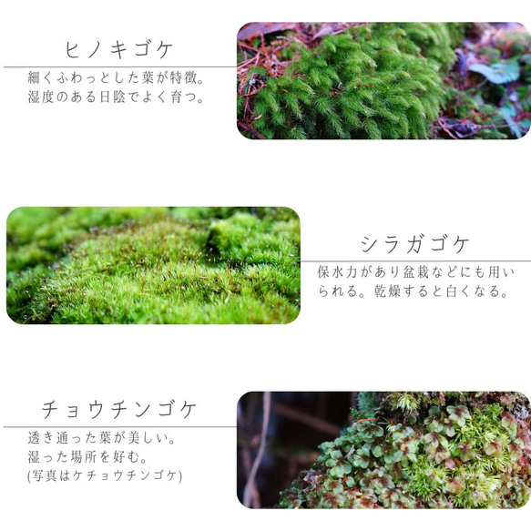 スターターキット】苔テラリウム　かわいいSサイズ 川砂 10cm LEDライト付きボトル 苔セット ミニチュア付 初心者 7枚目の画像