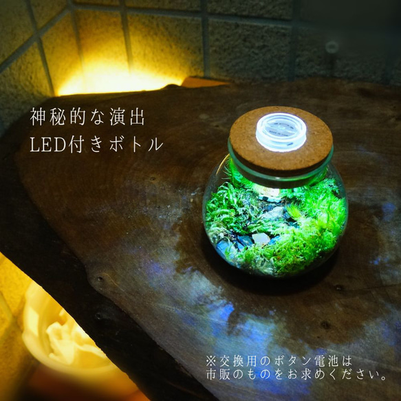 スターターキット】苔テラリウム　かわいいSサイズ 川砂 10cm LEDライト付きボトル 苔セット ミニチュア付 初心者 6枚目の画像