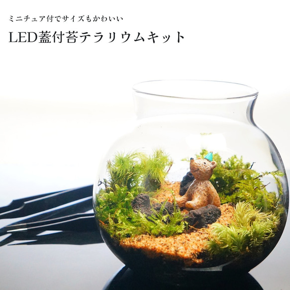 スターターキット】苔テラリウム　かわいいSサイズ 川砂 10cm LEDライト付きボトル 苔セット ミニチュア付 初心者 1枚目の画像