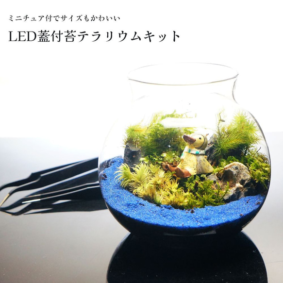 【スターターキット】苔テラリウム　かわいいSサイズ 青砂 10cm LEDライト付きボトル 苔セット ミニチュア付 1枚目の画像