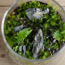 苔景 －清流 Seiryu−【苔テラリウム・コケリウム】 3枚目の画像