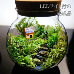 【完成品】LEDライト付 ミニサイズ 10cm 苔テラリウム 階段の先の我が家 ボトルテラリウム 1枚目の画像