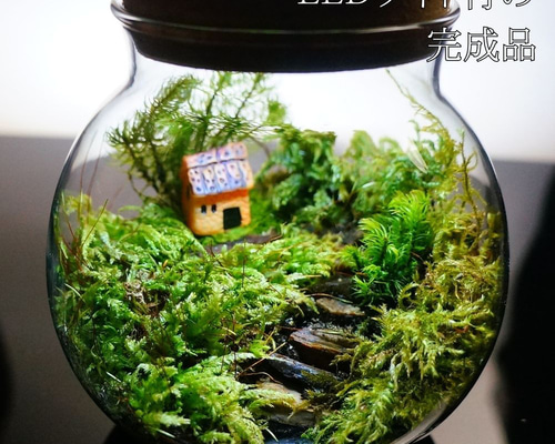 完成品】LEDライト付 10cm-16cm 苔テラリウム 階段の先の我が家 完成品】LEDライト付 10cm-16cm 苔テラリウム 階段の先の我が家
