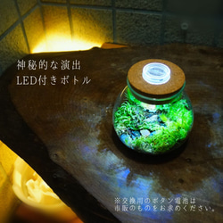 【完成品】LEDライト付 ミニサイズ 10cm 苔テラリウム 階段の先の我が家 ボトルテラリウム 3枚目の画像