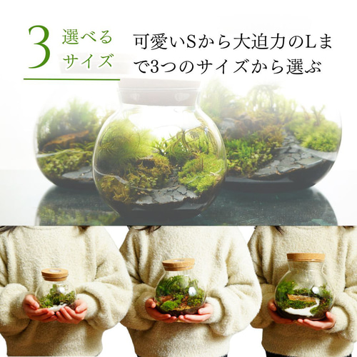完成品】LEDライト付 10cm-16cm 苔テラリウム 階段の先の我が家