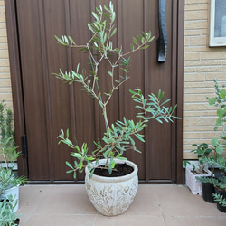 大型オリーブの木ネバディロブランコ　セラミックスクエア型鉢植えモノトーンモダン