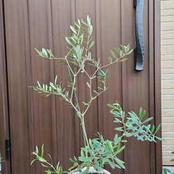 オリーブの木　ネバディロブランコ　　ホワイト×ゴールドお洒落テラコッタ鉢植え　苗　シンボルツリー 4枚目の画像