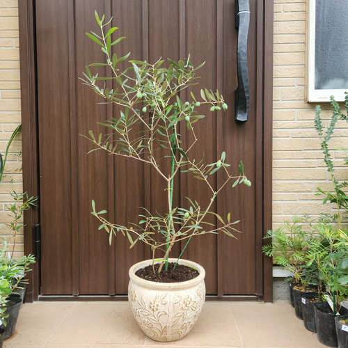 オリーブの木 ネバディロブランコ レンガ風石膏鉢植え 観葉植物