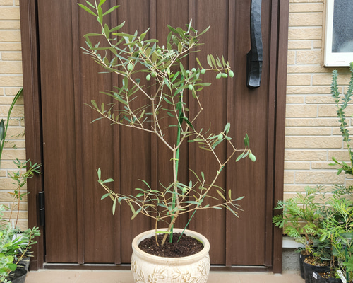 オリーブの木 ネバディロブランコ テラコッタ鉢植え 苗 シンボル