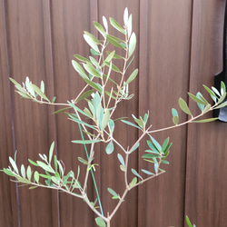 オリーブの木　ネバディロブランコ　　ホワイト×ゴールドお洒落テラコッタ鉢植え　苗　シンボルツリー 3枚目の画像