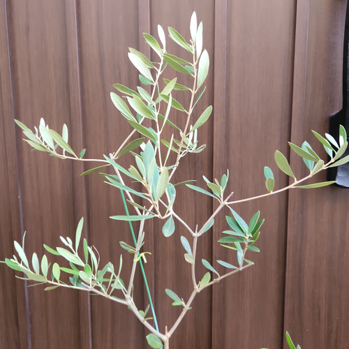オリーブの木　ネバディロブランコ　ホワイト×ゴールドお洒落テラコッタ鉢植え　苗