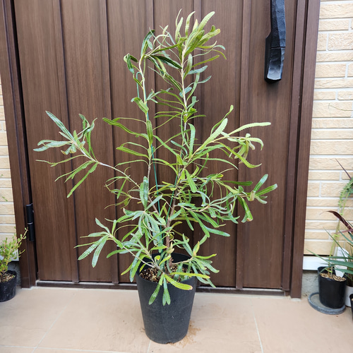 再販♡ウォールムバンクシアアエムラ 大型ポット鉢植えネイティブ