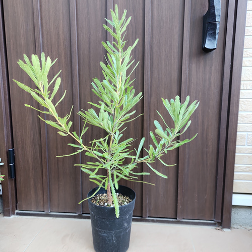ウォールムバンクシア　アエムラ　鉢植え　苗　オージープランツ 再販♡ウォールムバンクシアアエムラ 大型ポット鉢植えネイティブ