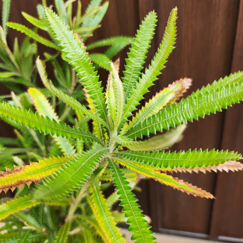 大きめ　ウォールムバンクシア　アエムラ　鉢植え　苗木　オージープランツ 葉だけでもインパクト抜群！『ウォールムバンクシア』の特徴と