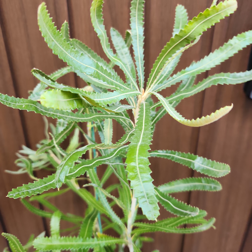 再販♡ウォールムバンクシアアエムラ 大型ポット鉢植えネイティブ