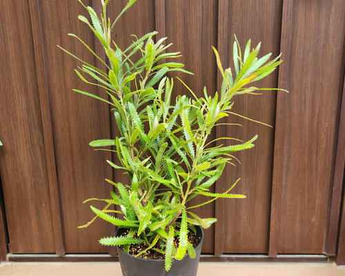 再販♡ウォールムバンクシアアエムラ 大型ポット鉢植え