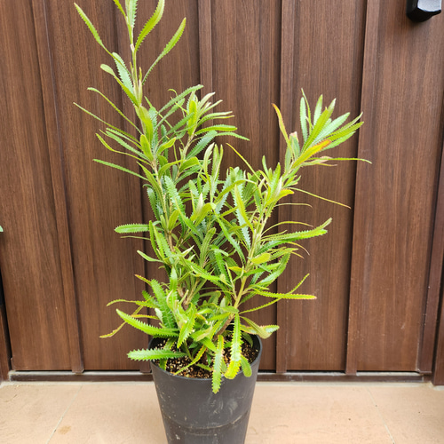 ウォールムバンクシア　アエムラ　鉢植え　ワイルドフラワー　オージープランツ ウォールムバンクシア アエムラ 鉢植え ワイルドフラワー