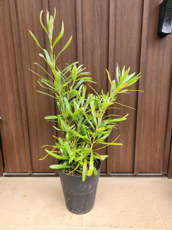 大きめ　ウォールムバンクシア　アエムラ　鉢植え　苗木　オージープランツ 再販♡ウォールムバンクシアアエムラ 大型ポット鉢植え