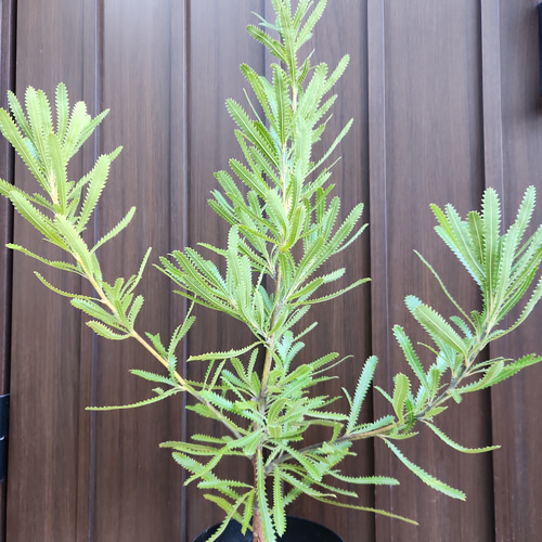ウォールムバンクシア　アエムラ　鉢植え　苗　オージープランツ 再販♡ウォールムバンクシアアエムラ 大型ポット鉢植えネイティブ
